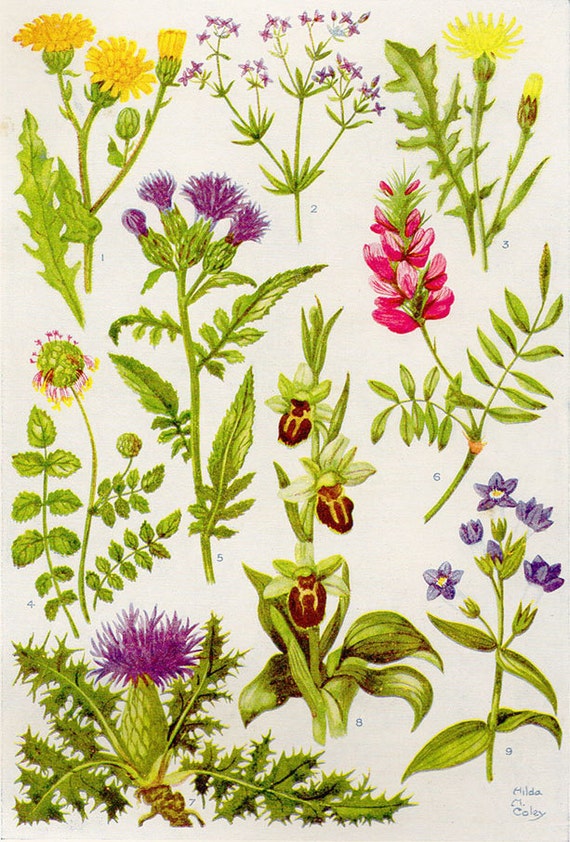 Vintage Botanical Prints Flowers of the Hedgerows 1933