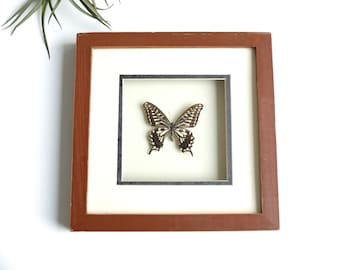 Vintage butterfly taxidermy, cabinet of curiosities - 1960s