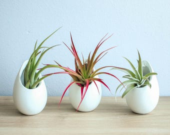 Set of 2 Charcoal Clay Containers with Custom Tillandsia Air ... | Air Plant Containers
Set of 2 Charcoal Clay Containers with Custom Tillandsia Air ... | Air Plant Containers