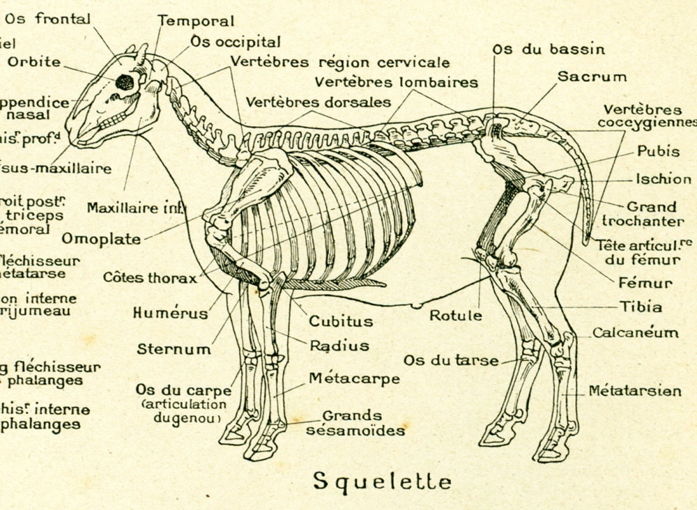 1922 Antique Sheep Anatomy Vintage Veterinary print Domestic