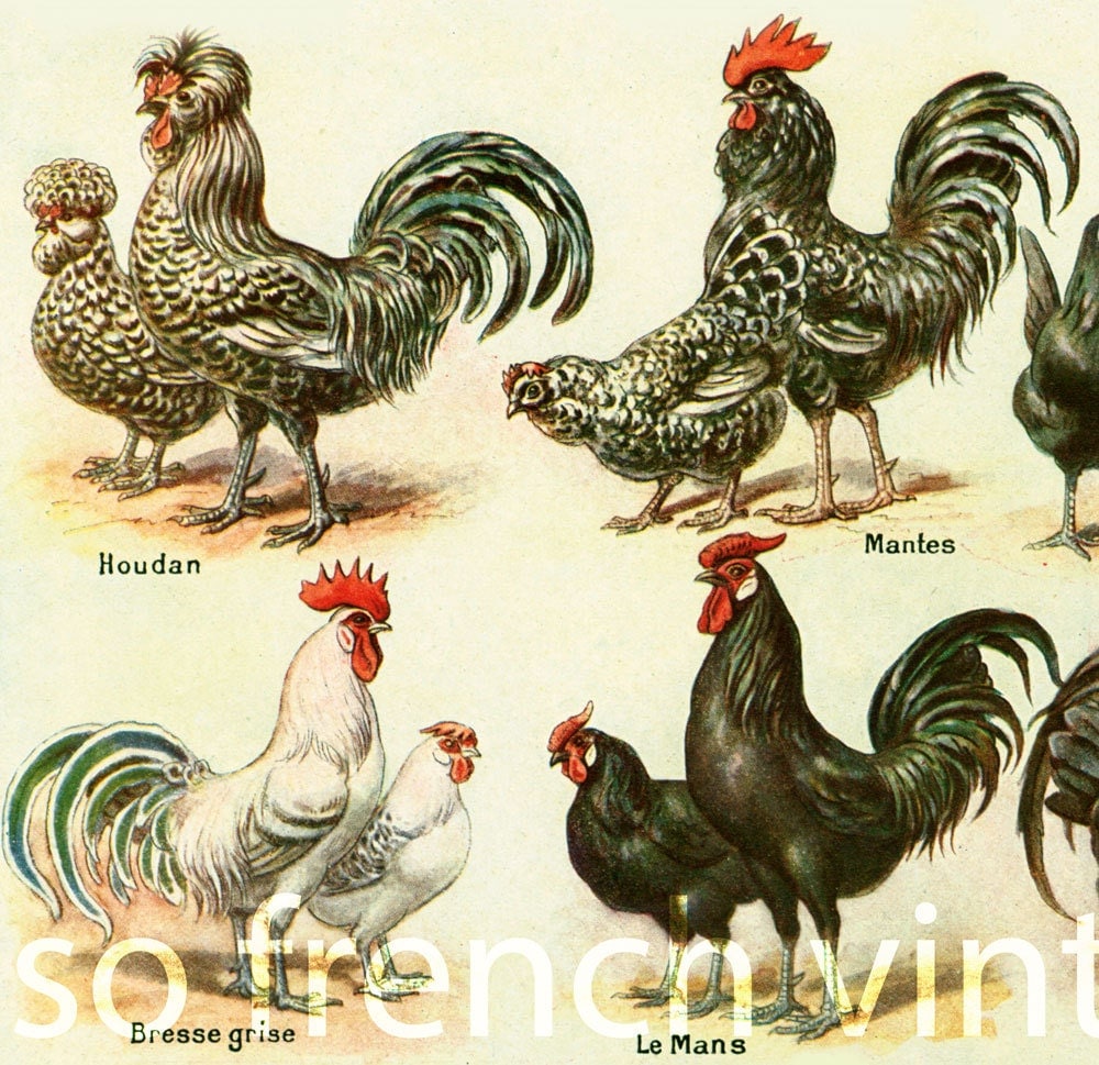 1922-anciennes-races-de-poules-planche-illustr-e-larousse
