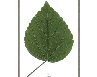 look closer HIBISCUS - black Artprint A3 Poster