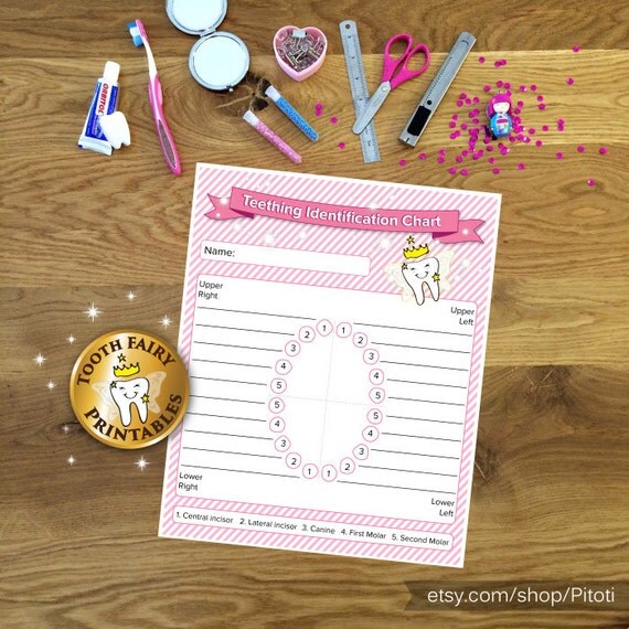 Baby Teething Identification Chart, Printable Teething Chart, Tooth fairy, tooth records, tooth tracker for baby girl, Instant download Il_570xn