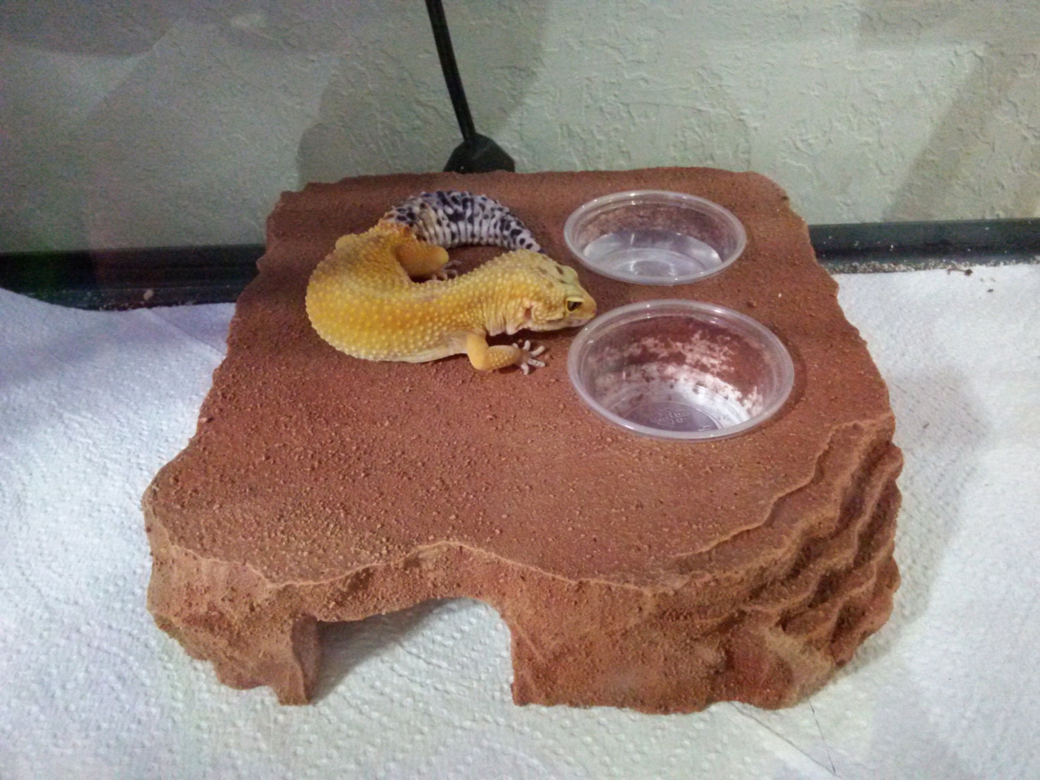 reptile bowl reptile supplies herphomes crested gecko
