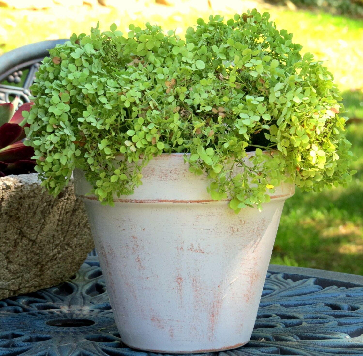 Clay potdistressed white/ terra cottaplanterflower