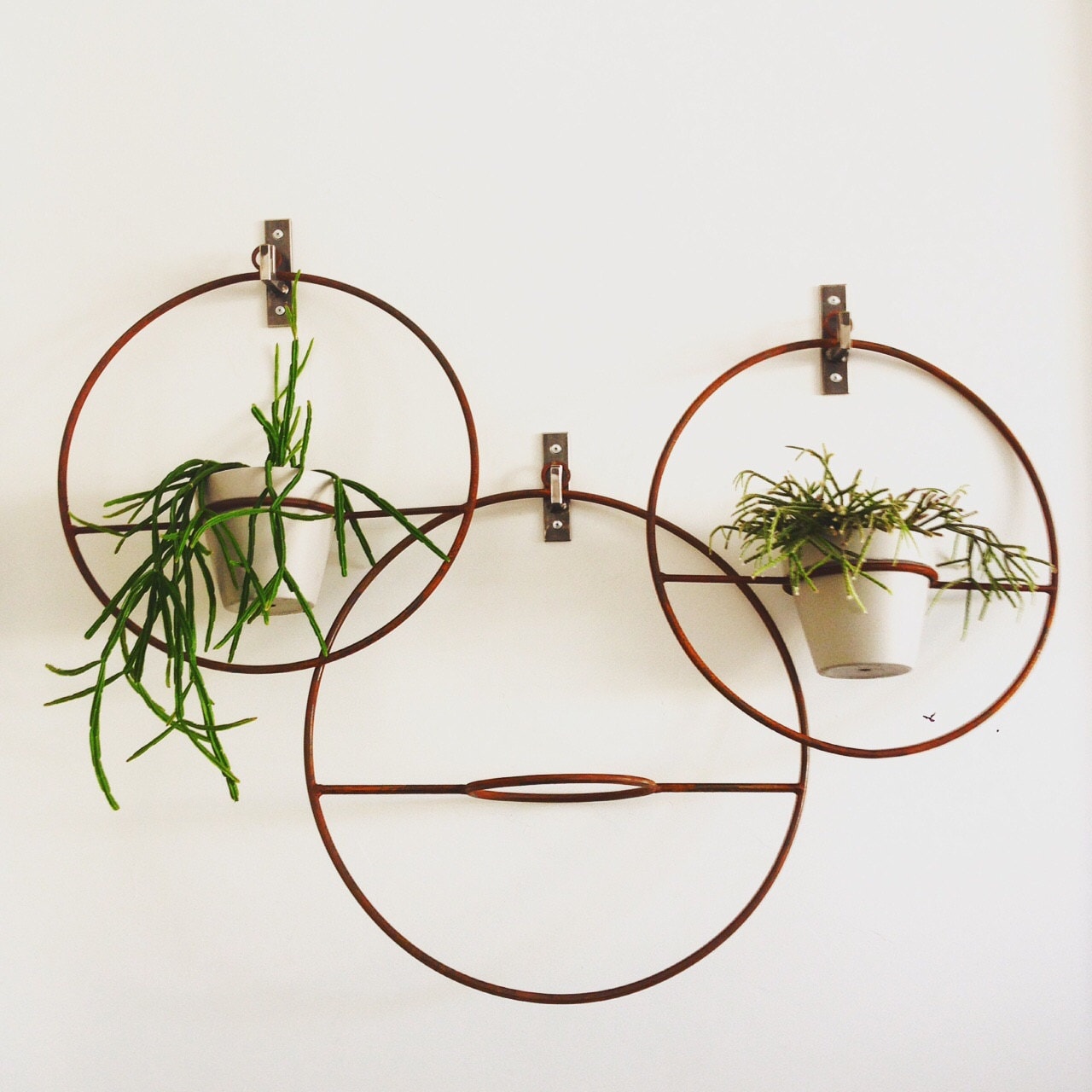 The 'Ring Planter' Plant Hanger