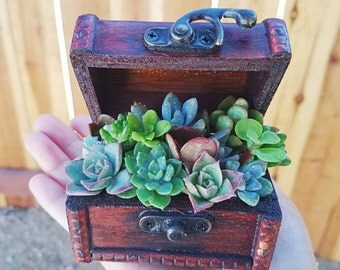 Small wooden treasure box filled with succulents