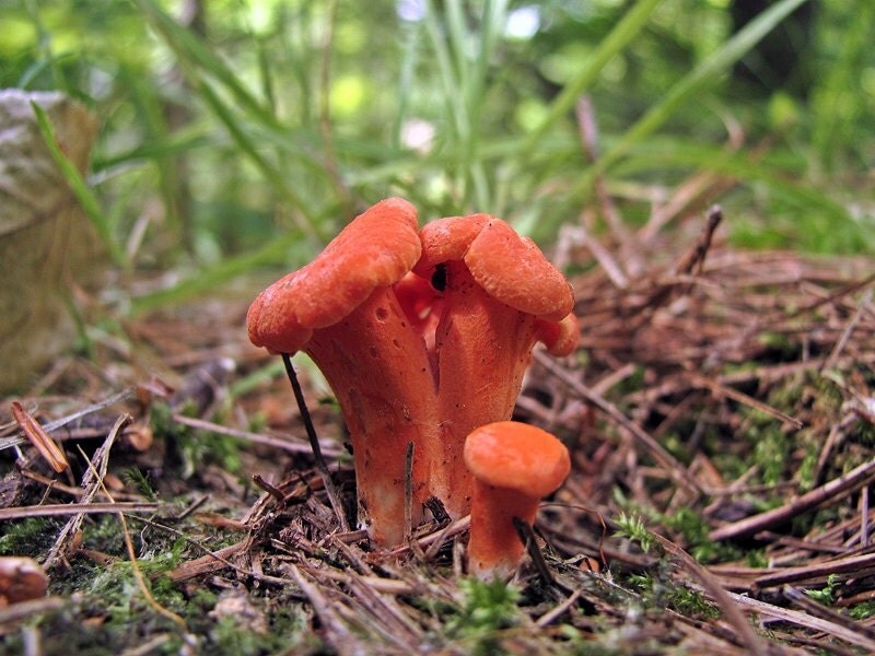 30 g RED CHANTERELLE Seeds Cantharellus cinnabarinus Mushroom