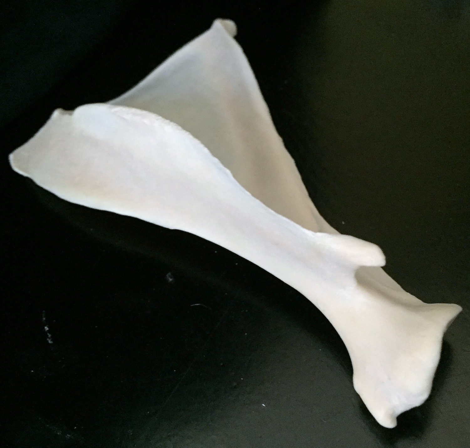 Real Bone Deer Scapula Shoulder Blade Roe Deer Taxidermy