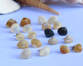 Small Strigilla Shell Stud Earrings (2nd Set)
