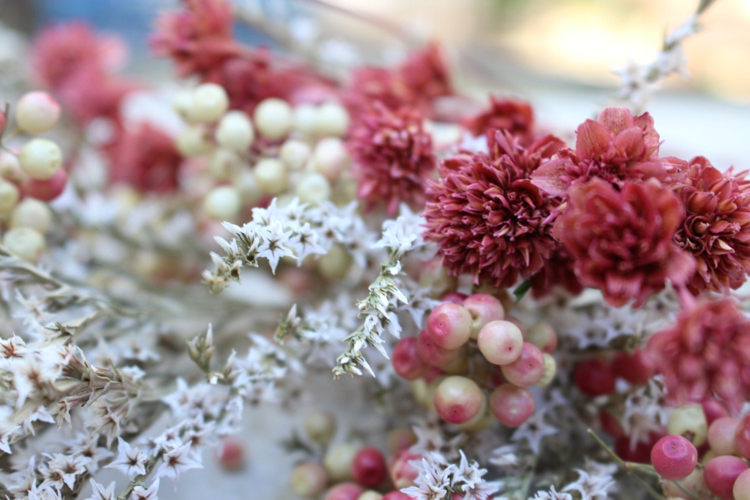 German Statice Dried naturally 5 sections per by teresab123