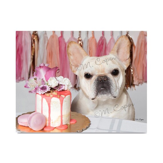 Fawn French Bulldog Anniversary Card French Bulldog Wedding