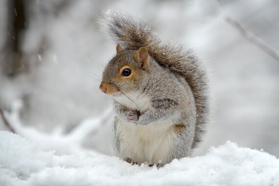 The Tail Umbrella A gray squirrel uses his tail to shield