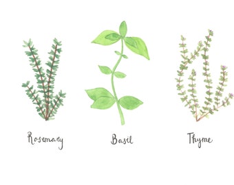 Basil Rosemary and Thyme Watercolor - Instant Download