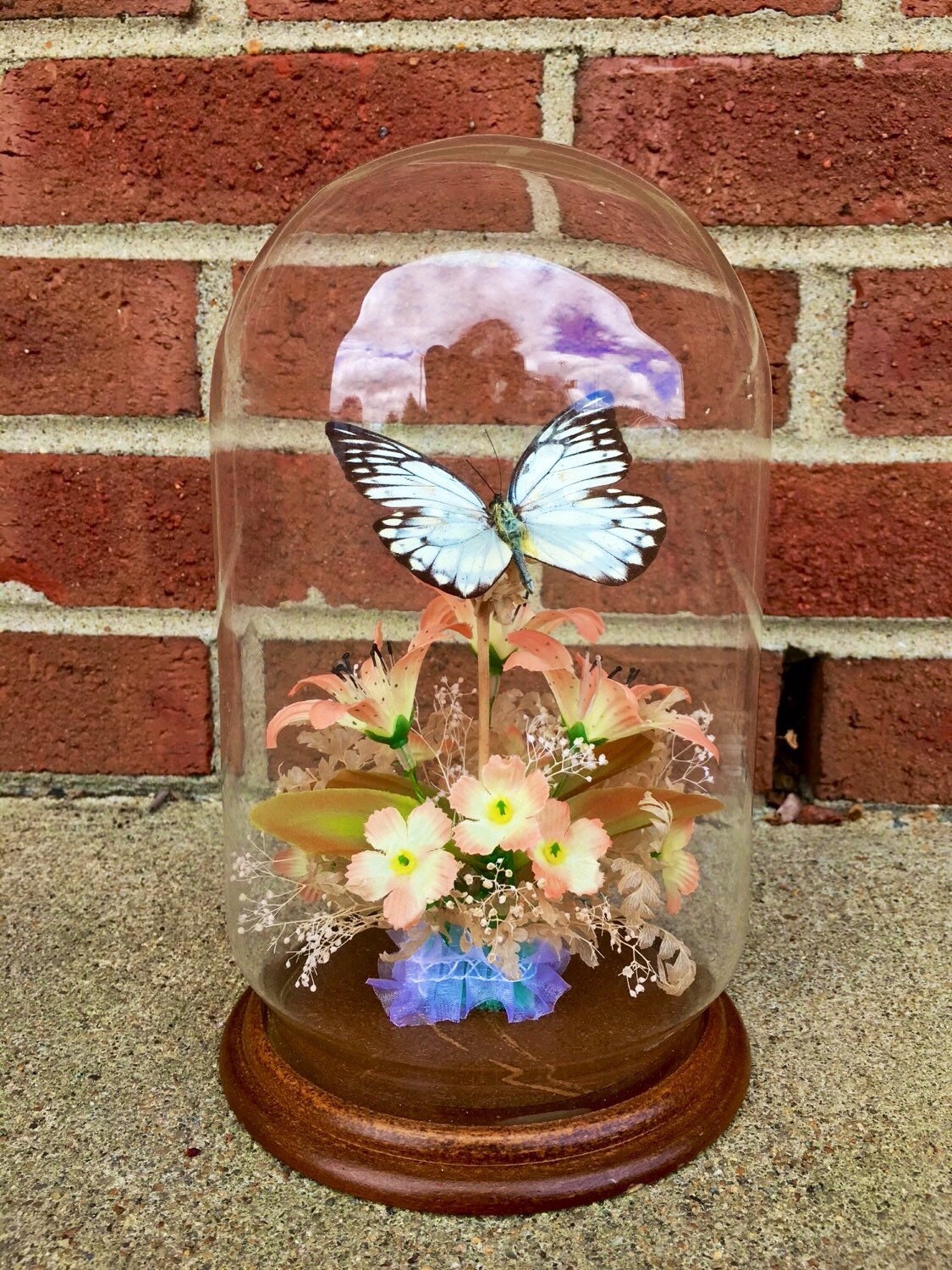 Large glass cloche with base cloche real butterfly art