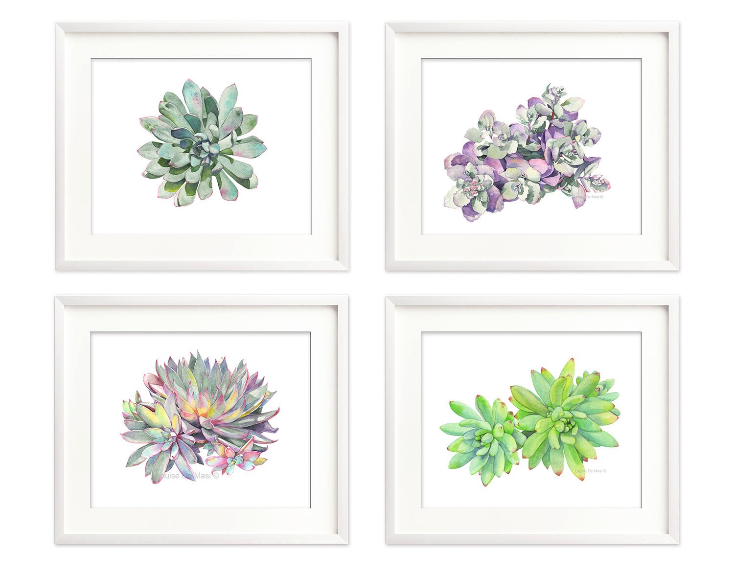 Succulent print set of 4 5 by 7 size botanical art succulent