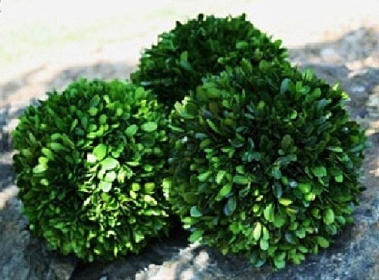 New Preserved Boxwood Balls All Year Round by CraftsWorldLady