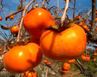 Japanese Persimmon Tree Seeds, Diospyros kaki - 25 Seeds