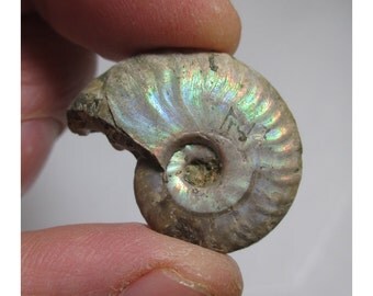 9.1 Gram Opalized Ammonite (Ammolite) Fossil - ww787