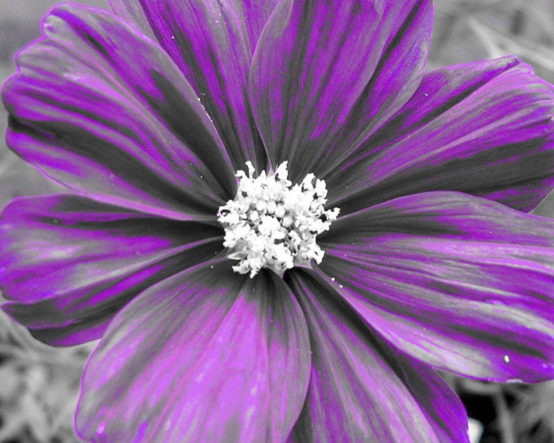 Purple Flower Print Purple Flower Photo Purple by JanelleTweed