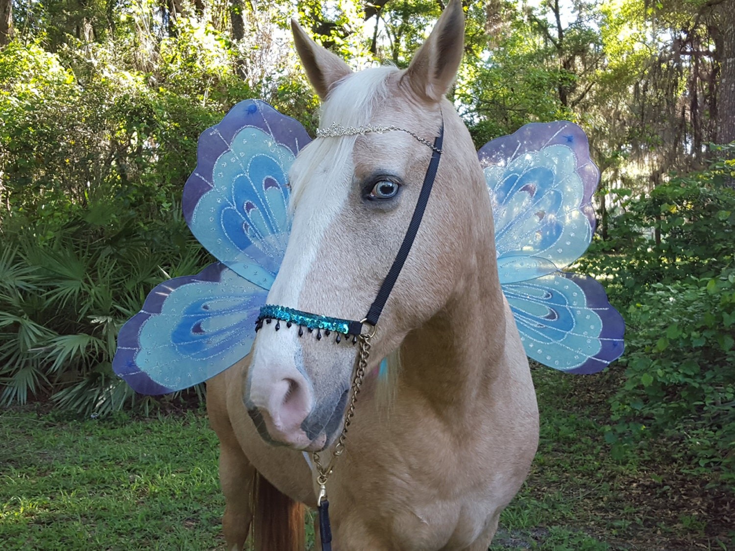 Faerie Wings for Horses Dragonfly Wings for Horse Pony or