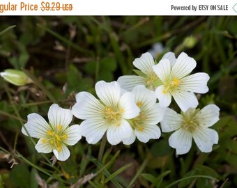 FLASH SALE Meadowfoam seed oil 8 oz, Soap making oil, Carrier oil meadow foam seed, Soap supplies
