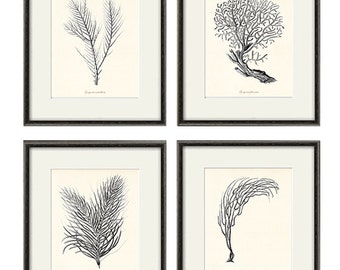 Sea coral art print Nautical art print set of 4 antique wall art Victorian art Ocean art print beach art Home decor wall art Sea art print
