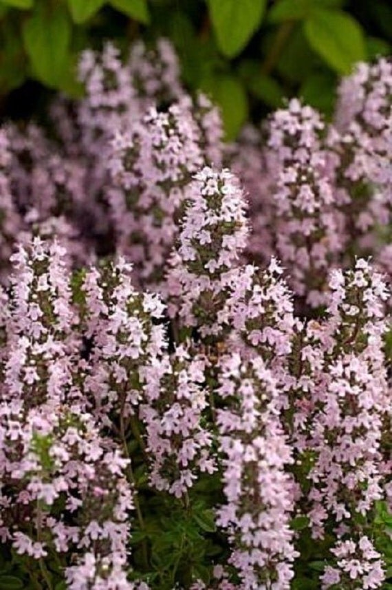 75 Thyme Thymus Vulgaris Herb / Perennial Flower Seeds