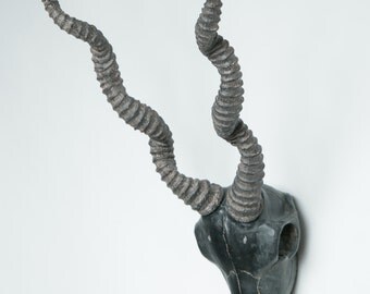 Interior Illusions Antelope Taxidermy Black Finish 17" Tall