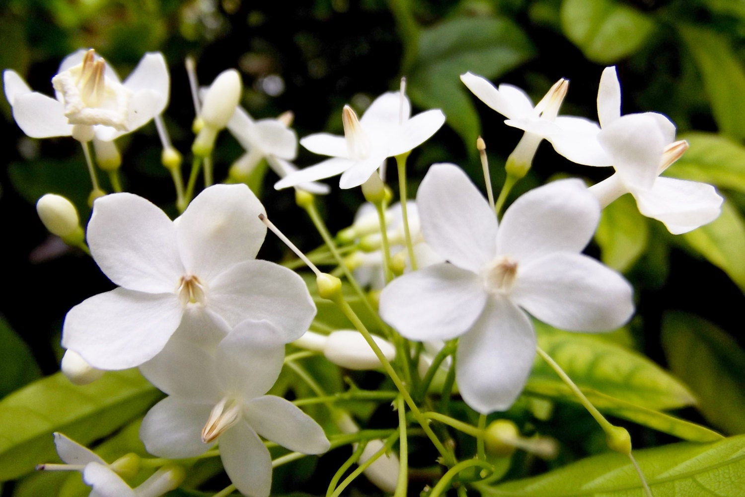 Moke Flower Fragrance Oil15-30 mlsoap making by remindmeofyou