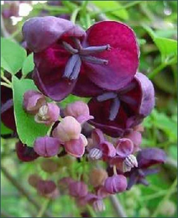 Akebia quinata Chocolate Vine Quart Plant