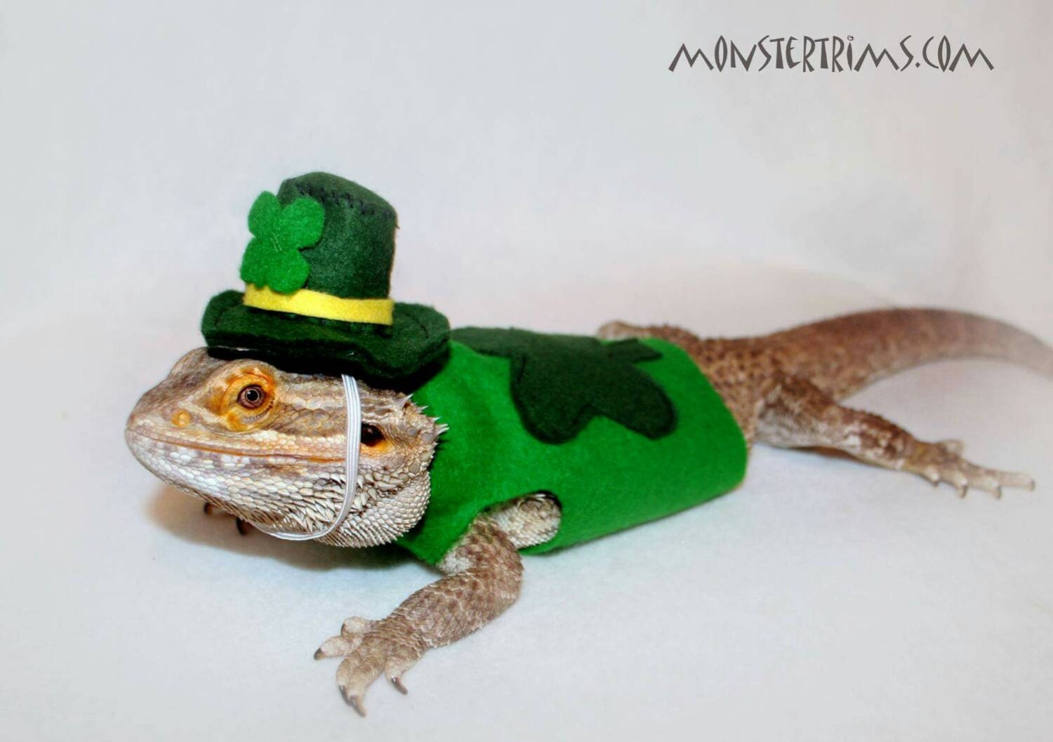 Bearded dragon clothes and other small animals: St patricks