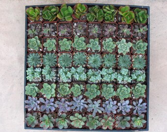 75- 2 inch Succulent Wedding Favors. Cheapest on the market. Perfect Gift for Wedding and Shower Favors,Event and Party Favors