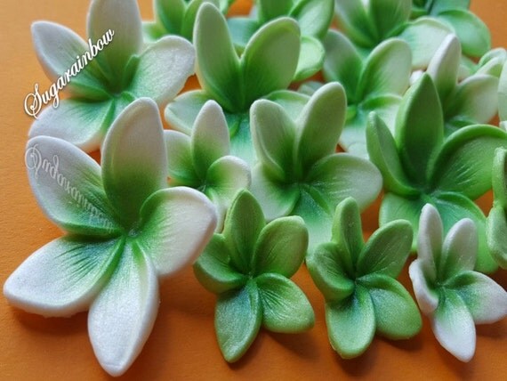 frangipani flowers sugar Cake Toppers Sugar Plumeria 18 flowers 3 Edible Cupcake Frangipani frangipani flowers sugar Cake Toppers Sugar Plumeria 18 flowers 3 Edible Cupcake Frangipani