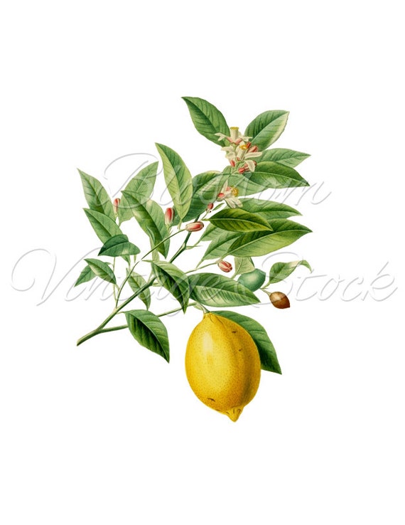 Lemon Vintage Image Lemon Botanical Print Lemon Clipart