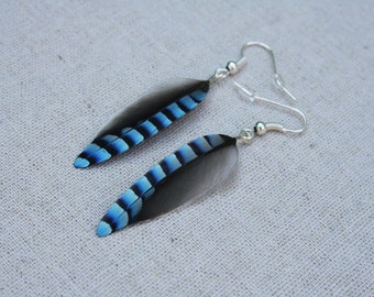 Jay bird blue feather earrings- Sterling Silver blue jay feather jewellery- Jay Feather Dangle Earrings, blue striped feather earrings