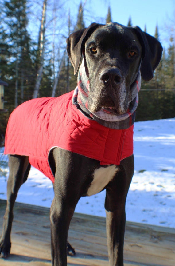 XL Dog Jacket w/ Hoodie / Great Dane Jacket/ by OurLifeInTheWoods