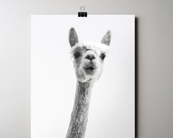 Alpaca Print, Animal Poster, Llama Print, INSTANT DOWNLOAD, Black and White Photography, 16 x 20 Poster, Printable Art, Funny Printable Art