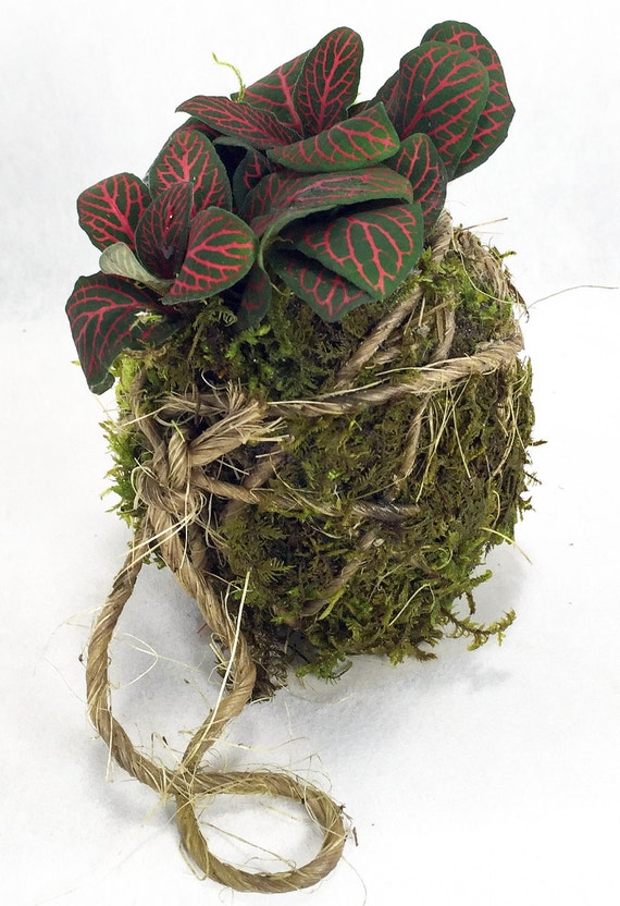 Kokedama Moss Ball Bonsai Red Fittonia Japanese by HirtsGardens