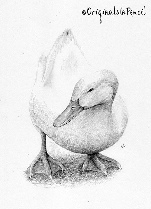 White duck pencil portrait/drawing framed in Farrow and Ball