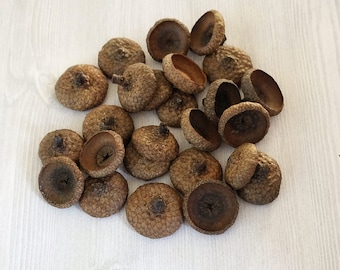 JUMBO Acorn Caps Jumbo Acorn Caps Large Acorn Caps Extra Large Acorn Caps Thanksgiving Craft Holiday Decor Fall Decor Fall Crafts Felting 25