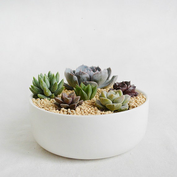 Big Round White Ceramic Succulent Planter-Cacti Pot by MarukoCoco