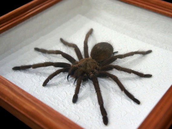 Spider taxidermy in a frame Hispaniolan Giant tarantula