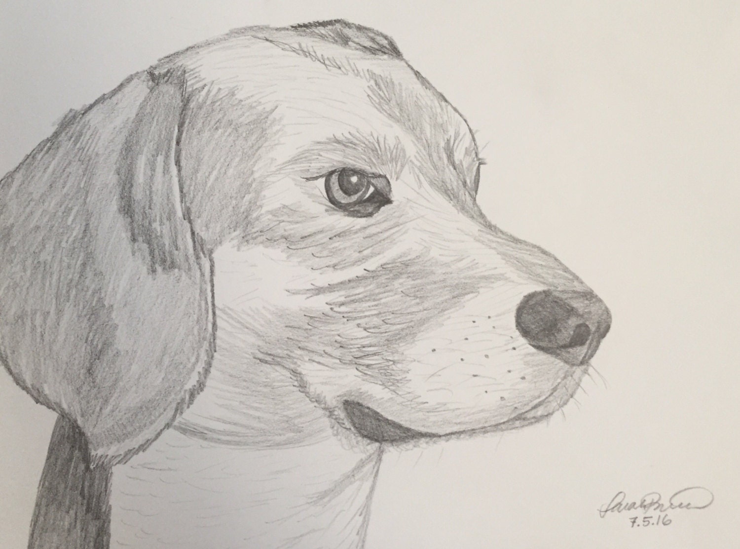 Beagle Dog Pencil Drawing 9x12 By Travelingarrow On Etsy