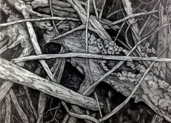 Mangrove V Drawing by Dawn Rosendahl Original Pencil