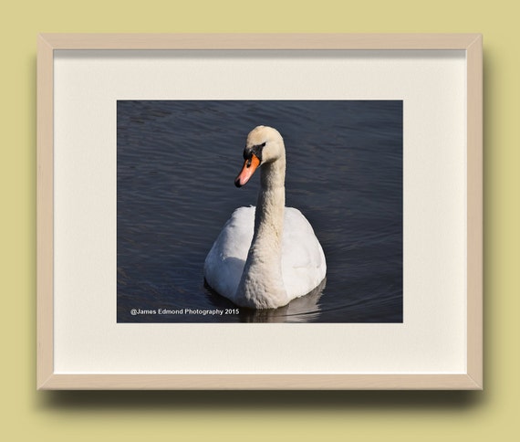 Swan Relaxing, Bird Photography, Swan Photography, Swan Art, Wildlife Photography, Swan Print, Swan Photo, swan decor, pond photography