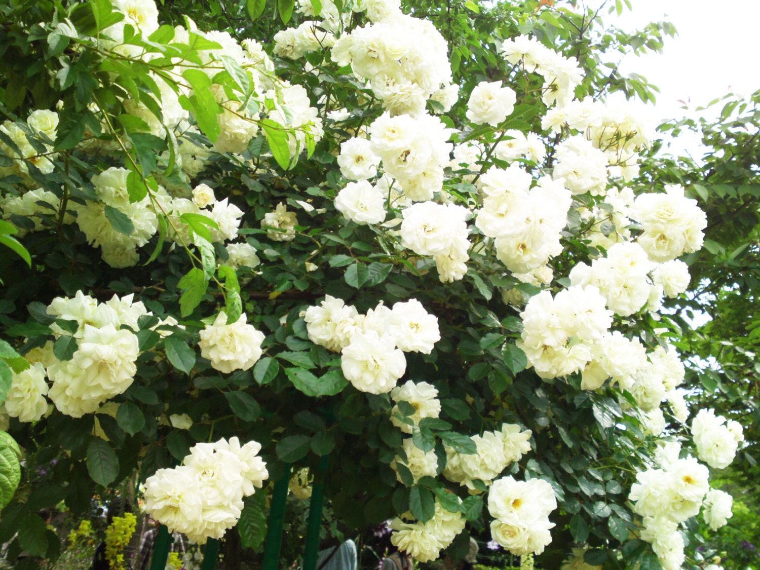100 White Climbing Rose Seeds Polyantha DIY Home by FancyGarden