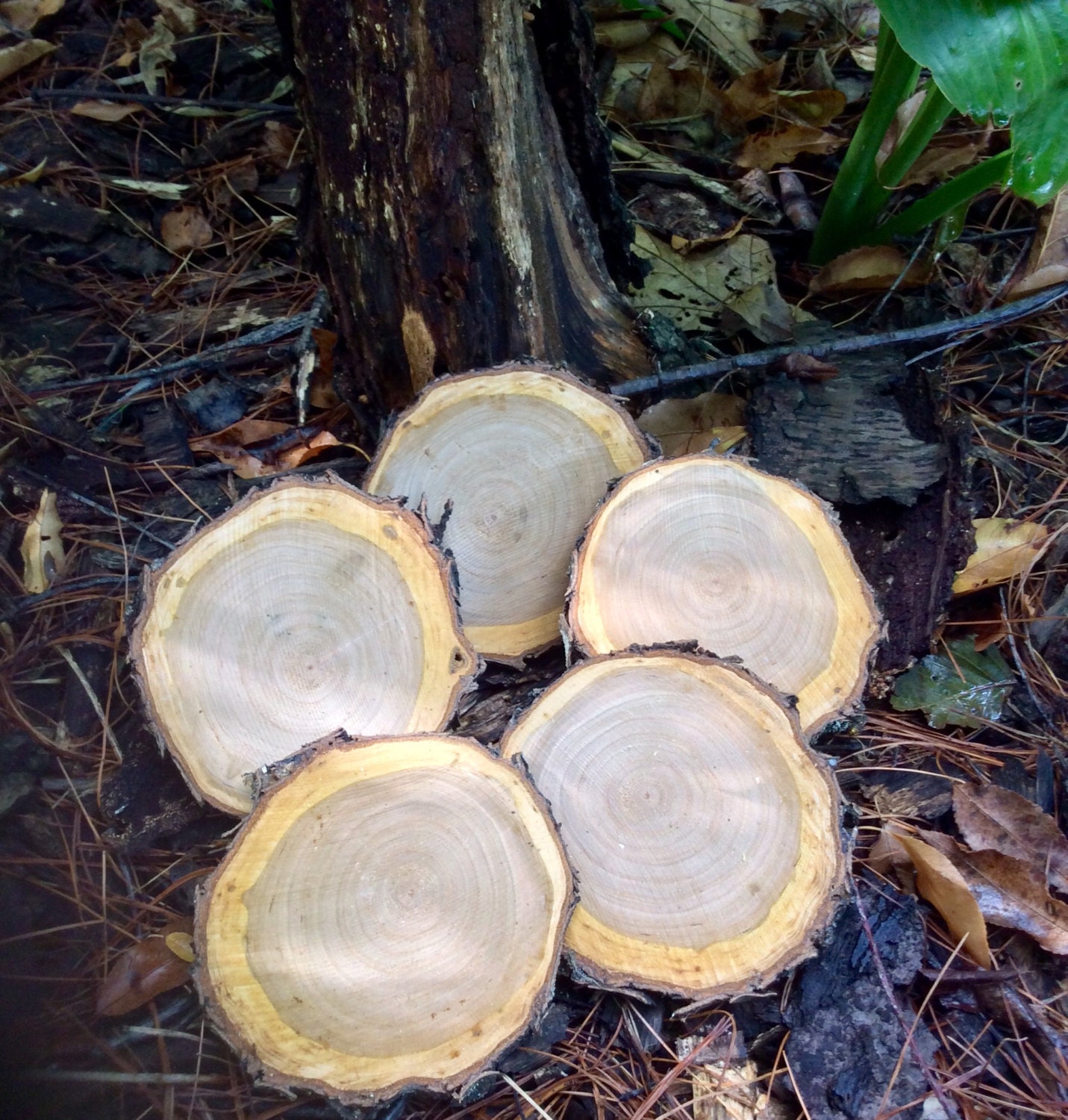 Raw wood discs/raw wood by ntothewoodsboutique on Etsy