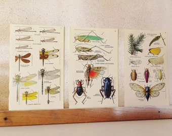 Vintage Dragonfly Print Grasshopper Bookplate Insect Print Damselfly Cricket Cockroach Katydid Cicada Scientific Entomology Natural History
