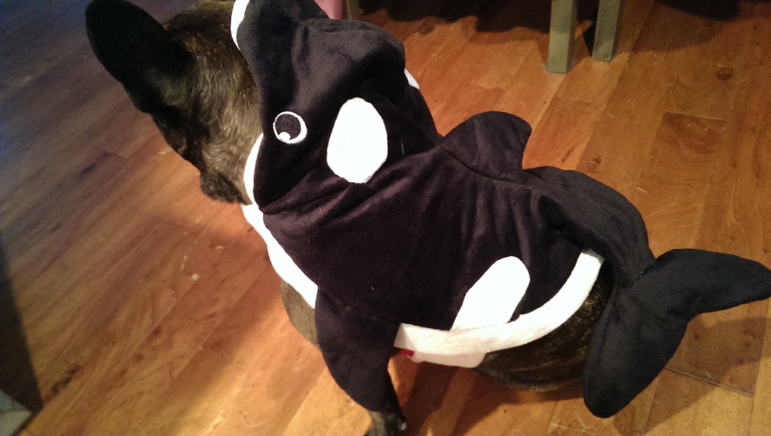 Killer Whale dog costume